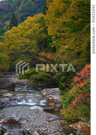 River and autumn leaves (Bungoono City, Oita Prefecture) 91621042