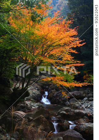 River and autumn leaves (Bungoono City, Oita Prefecture) 91621043