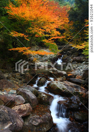 River and autumn leaves (Bungoono City, Oita Prefecture) 91621044