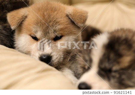 Akita inu puppies on pet pillow. Cute dogs 91621141
