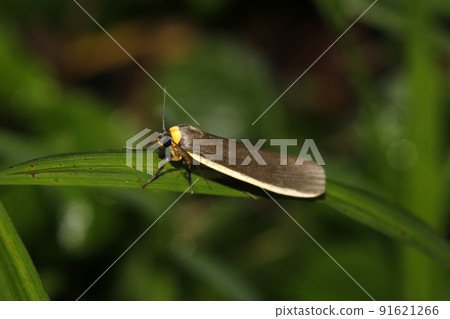 木前黑蕎麥麵 木前黑蕎麥麵 91621266