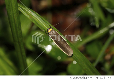 Kimaekurosoba 91621267