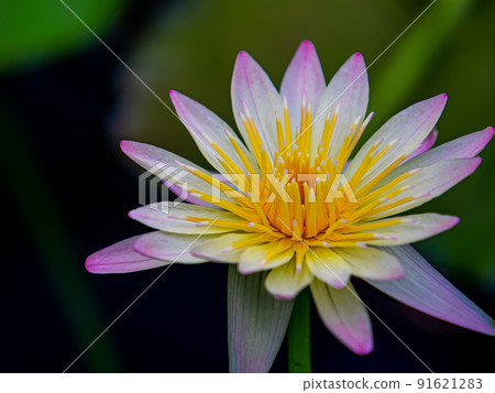 Water lilies 91621283