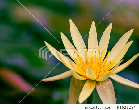 Water lilies Water lilies 91621284