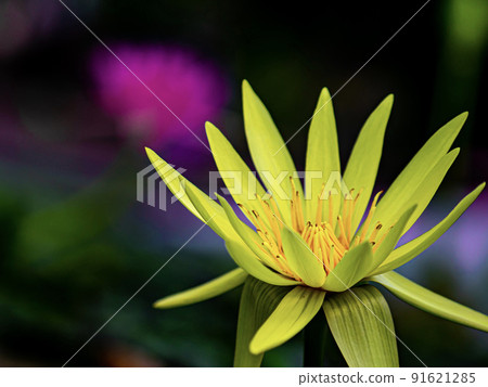 Water lilies 91621285