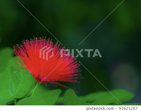 Calliandra haematochea flower Calliandra haematochea flower 91621287