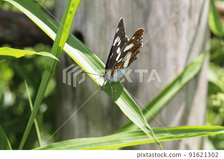 Asamama Ichimonji 91621302