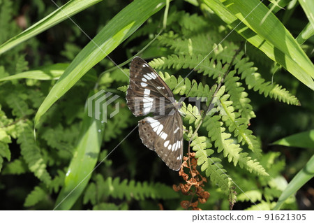 Asamama Ichimonji 91621305