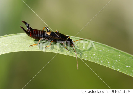 Cobb breastworm 91621369