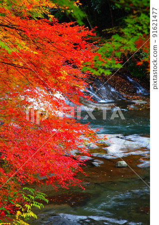 紅葉和峽谷(熊本縣小國町) 紅葉和峽谷(熊本縣小國町) 91621477