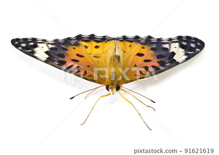 【印度貝母】（深度合成） 91621619