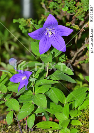 兩輪Apoigikyo花 91621624