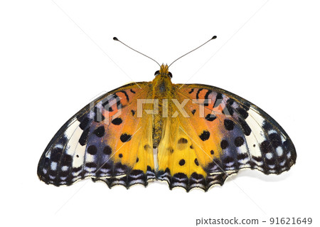 【印度貝母】（深度合成） 91621649