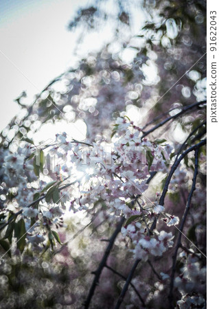 櫻花和支路 櫻花和支路 91622043