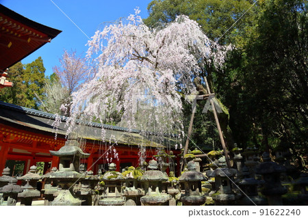 Weeping cherry tree at the tower gate 91622240