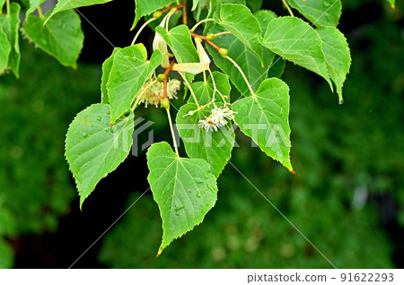 Tree: Synechocaena 91622293