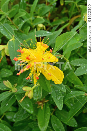 Tree: Hypericum kalisinum, St. John's wort family Tree: Hypericum kalisinum, St. John's wort family 91622300