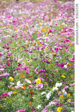 Cosmos field of Kagoshima City Agricultural Center 91622336