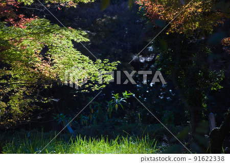 藺Mutaike的秋葉 91622338