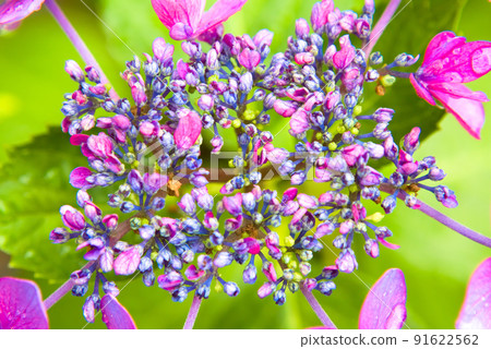 Red forehead hydrangea 91622562