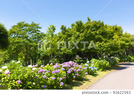 Hydrangea planting 91622563