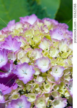 Red Hydrangea 91622566