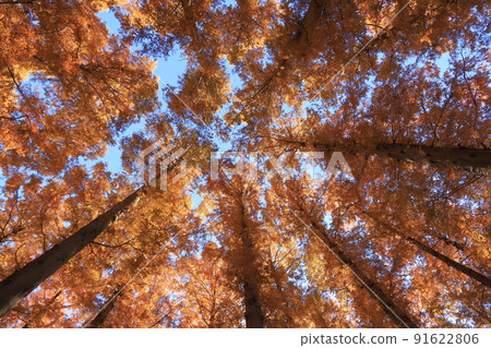 Autumn leaves of Metasequoia in Mizumoto Park 91622806