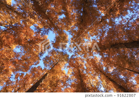 Autumn leaves of Metasequoia in Mizumoto Park 91622807