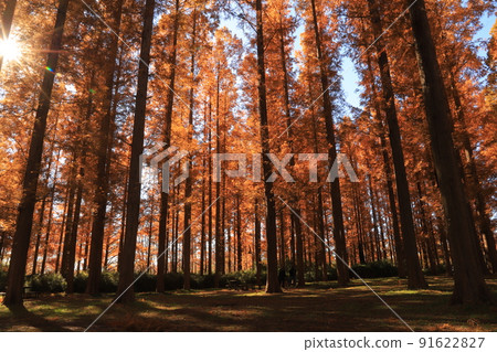 Autumn leaves of Metasequoia in Mizumoto Park 91622827