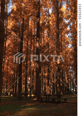 Autumn leaves of Metasequoia in Mizumoto Park 91622853