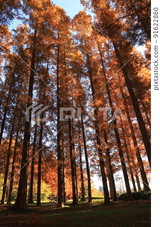 Autumn leaves of Metasequoia in Mizumoto Park Autumn leaves of Metasequoia in Mizumoto Park 91622860