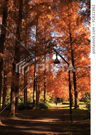 Autumn leaves of Metasequoia in Mizumoto Park Autumn leaves of Metasequoia in Mizumoto Park 91622862