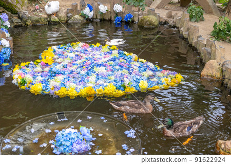 Duck and duck underwater flowers Duck and duck underwater flowers 91622924