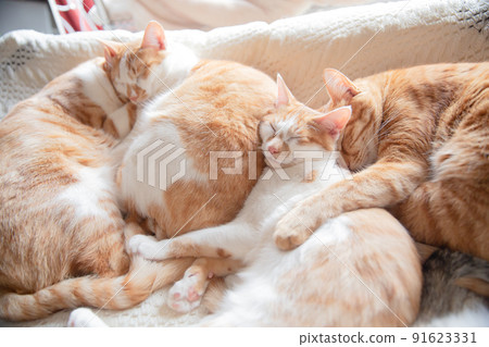 Calico cat, tea tabby cat, cat Calico cat, tea tabby cat, cat 91623331