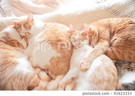 Calico cat, tea tabby cat, cat 91623333