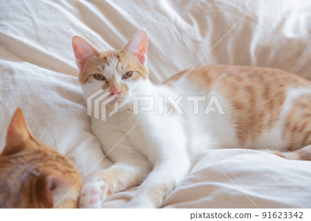 Calico cat, tea tabby cat, cat Calico cat, tea tabby cat, cat 91623342