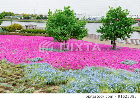 Superb view of moss phlox and nemophila 91623383