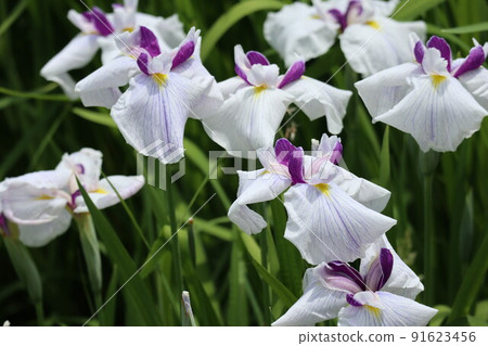 為初夏增添色彩的鳶尾花 91623456