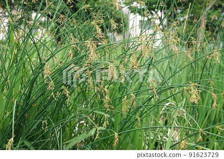 軟莖蒲草的花序 軟莖蒲草的花序 91623729