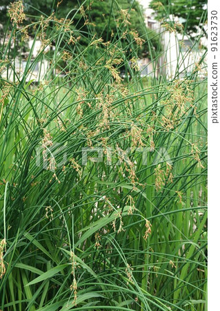 軟莖蒲草的花序 軟莖蒲草的花序 91623730