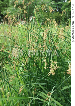 Inflorescence of softstem bulrush Inflorescence of softstem bulrush 91623731