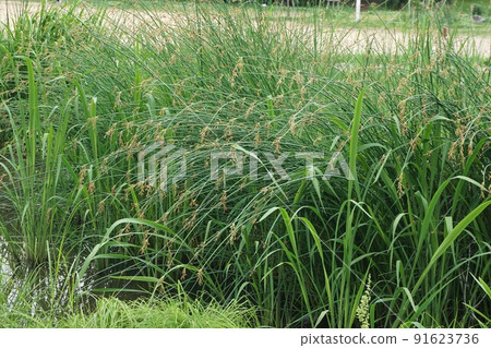 Inflorescence of softstem bulrush 91623736