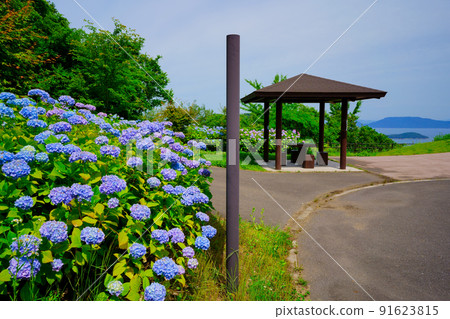 繡球花(香川縣安治龍山公園) 繡球花(香川縣安治龍山公園) 91623815