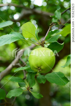 3547 牛頓蘋果 91623823