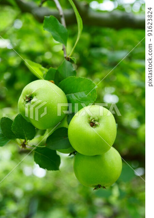 3546 Newton's apple 91623824