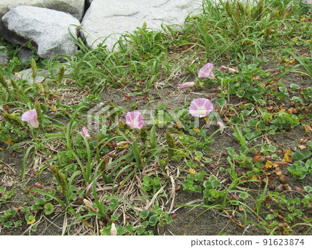 The pink flowers of Haruhirugao, which bloomed on the coast of Kemigawahama 91623874