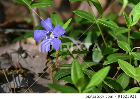 Periwinkle Periwinkle 91623921