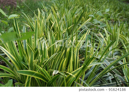 Yaburan Yaburan 91624186