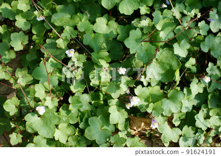 Simbalaria Colosseum Ivy Kenilworth Ivy Simbalaria Colosseum Ivy Kenilworth Ivy 91624191