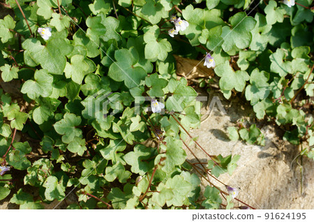 Simbalaria Colosseum Ivy Kenilworth Ivy Simbalaria Colosseum Ivy Kenilworth Ivy 91624195